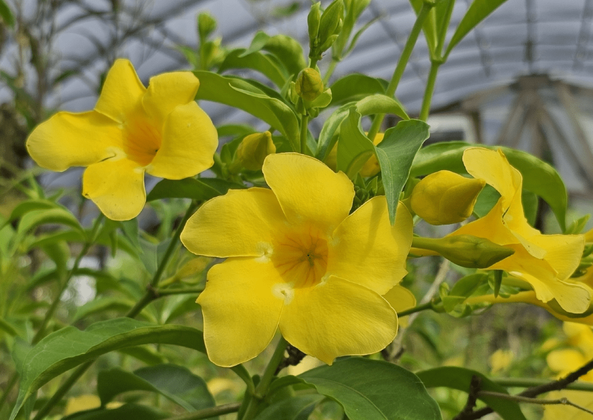 Set 2 Brown Bud Allamanda Plants Live for Planting, Yellow Trumpet Bell Flower Plants 4 to 7 Inc Tall Indoor Outdoor for Garden