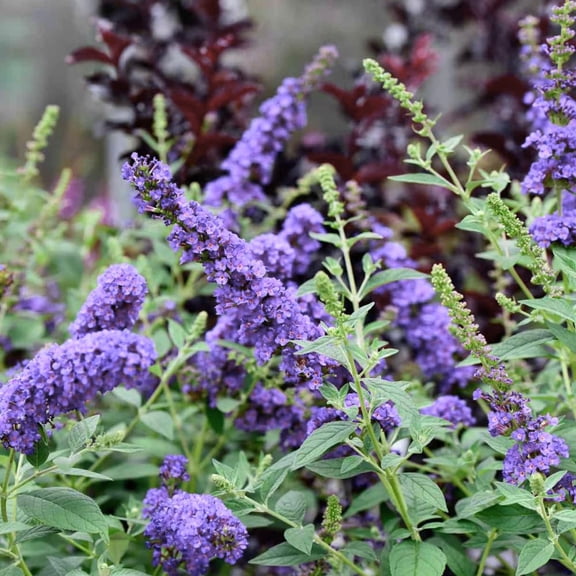 Set 2 Butterfly Bushes Plants, Live Butterfly Bush Flower Starter Plant for Outdoor Garden, 3 to 6 Inch Tall Buddleia Bush Plants, Fragrant Flower (Light Blue)