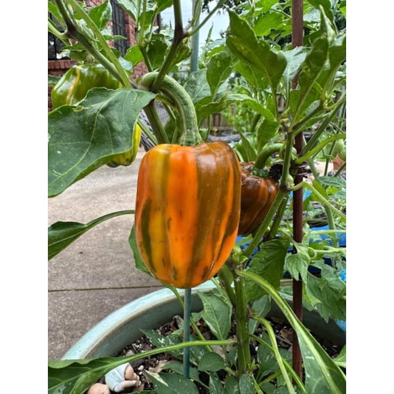 Set 2 Candy Cane Chocolate Cherry Pepper Plants Live Sweet Bell Pepper Plant Variegated Foliage and Fruit, 4-7"Tall, No Pot