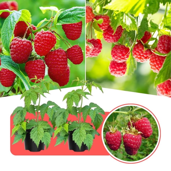 Set 2 Caroline Red Raspberry Live Plant, Red Raspberry Bushed Live, 4-6 Inches Tall, Edible Berries Plant for Outdoor, No Pot