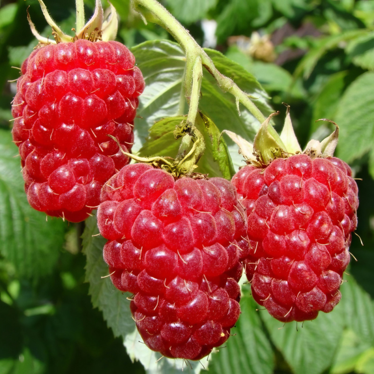 Set 2 Caroline Red Raspberry Plants Live, Raspberry Trees Live Plants ...