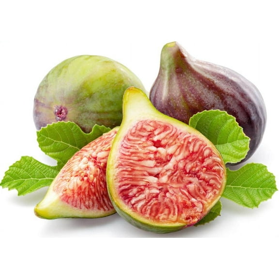 Set 2 Celeste Fig Trees Live for Planting, Ficus Carica Celestial Trees for Home Garden 6 Inch Tall in 4 Inch Pot - Dormant in Winter