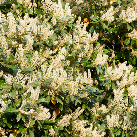 Set 2 Cherry Laurel Live Plant, Dormant Cherry Laurel Shrub, Bareroots from 6 to 12 Inches