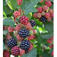 thumbnail image 1 of Set 2 Chester Blackberry Plants Live for Planting, Blackberries Plants Fruit Bushes Outdoor Garden 4 to 6 Inch Tall, 1 of 6