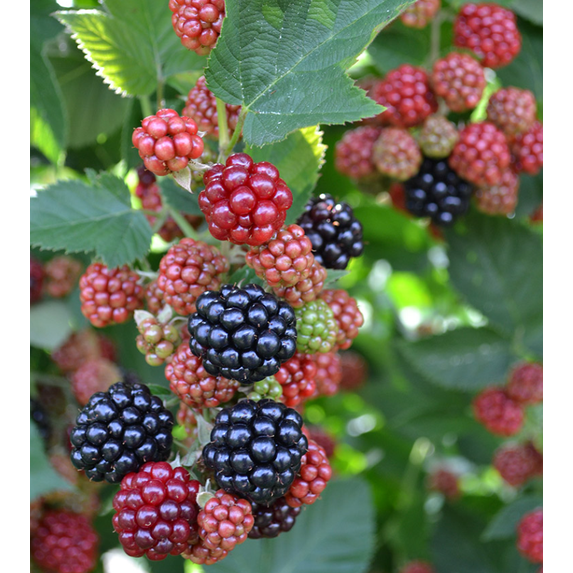 Set 2 Chester Blackberry Plants Live for Planting, Blackberries Plants Fruit Bushes Outdoor Garden 4 to 6 Inch Tall