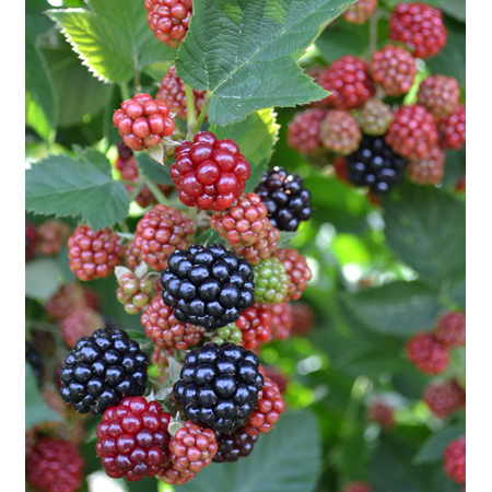 Set 2 Chester Blackberry Plants Live for Planting, Blackberries Plants Fruit Bushes Outdoor Garden 4 to 6 Inch Tall