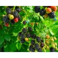 thumbnail image 1 of Set 2 Chester Thornless Blackberry Plants 4-7" Tall for Planting, Blackberry Bush Tree, Thornless Black Berry Plant, Sweet Fruit Plant for Garden, 1 of 5