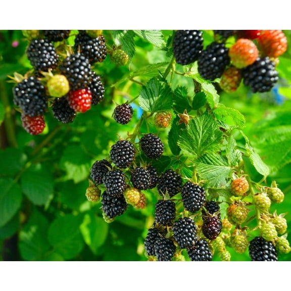 Set 2 Chester Thornless Blackberry Plants 4-7" Tall for Planting, Blackberry Bush Tree, Thornless Black Berry Plant, Sweet Fruit Plant for Garden