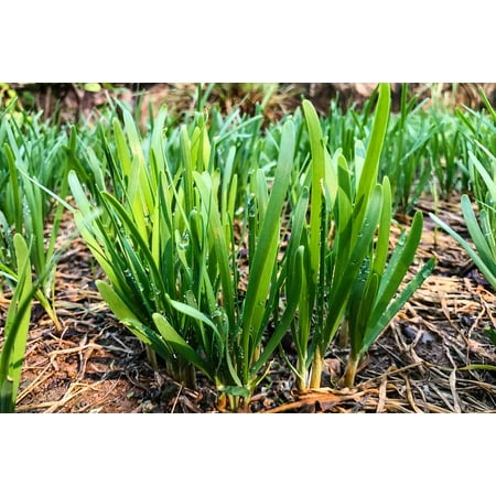 Set 2 Chives Live Plants, 5 to 8 Inch Tall, Live Chives Plants, Heirloom Leeks Plant, Hardy Perennial Chives