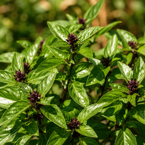 Set 2 Cinnamon Basil Plants Live for Planting, Cinnamon Basil Tree in Outdoor Gardening, 2-4 Inch Tall