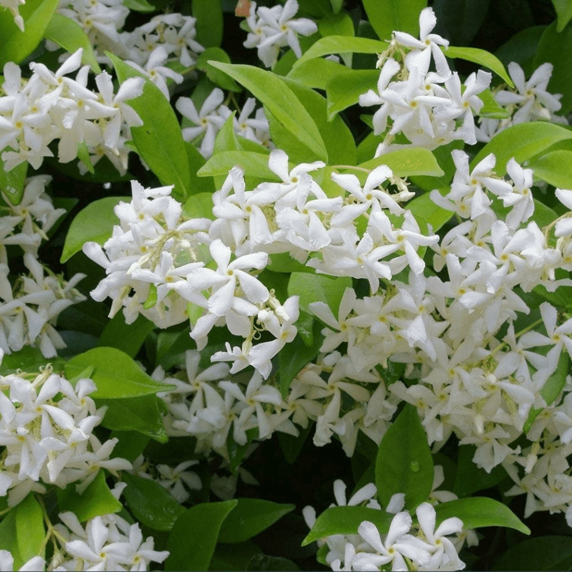 Set 2 Confederate Star Jasmine Plants Live for Planting, Fragrant White Jasmine Flowering Vine for Indoor Outdoor Growing, 4-6 Inch Tall
