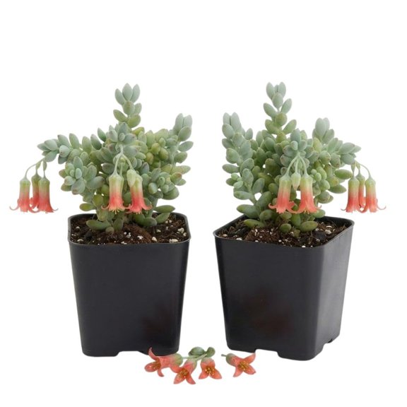 Set 2 Cotyledon Pendens Live Succulent, 2 Inch Pot