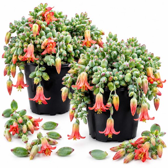 Set 2 Cotyledon Pendens Plant, Decorative Succulent Houseplant 2 Inch Pot