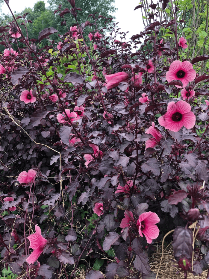 Set 2 Cranberry Hibiscus Live Plant, Hardy Red Hibiscus Flowering Starter Plant for Garden or Containers, 4–7 Inch Tall