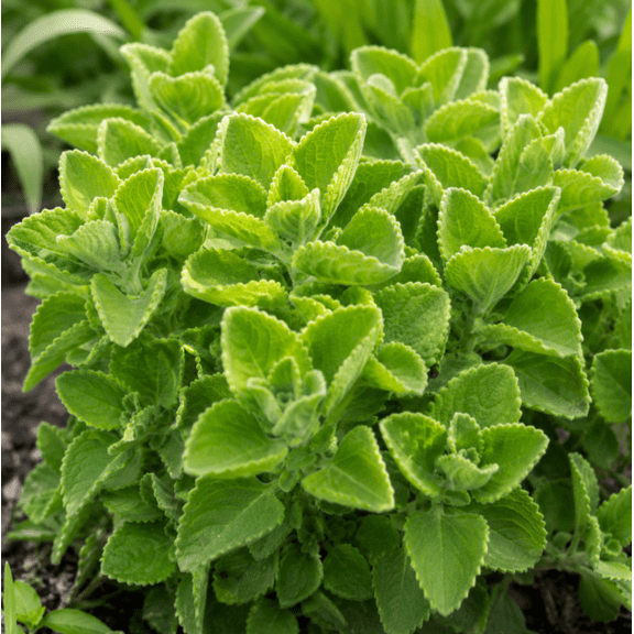Set 2 Cuban Oregano Live Plants 4-6 Inches Tall, Fragrant Herb Starter for Indoor Pots and Outdoor Containers