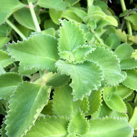 Set 2 Cuban Oregano Live Plants 5 to 8 Inches Mexican Mint Spanish Thyme Planting Outdoors Garden Grow