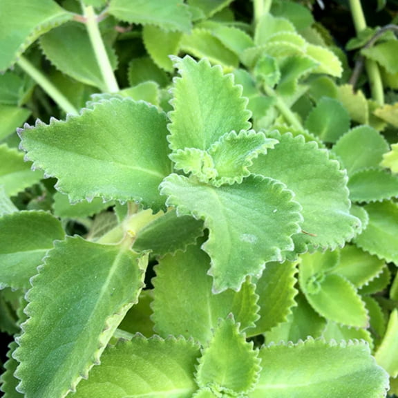 Set 2 Cuban Oregano Live Plants 5 to 8 Inches Mexican Mint Spanish Thyme Planting Outdoors Garden Grow