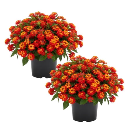 Set 2 Deep Red Lantana Live Plant 4-6 Inches Tall, Orange Red Lantana Plant Live, Trailing Lantanas Plants, Flower Attracts Butterflies, Perennial Flowers Plants for Your Garden