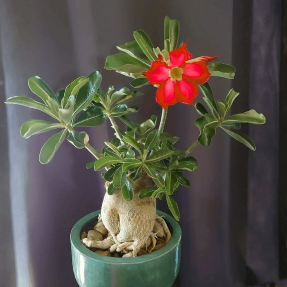 Set of 2 Desert Rose Live Plant, Red Desert Rose Succulent Plant, Vibrant Red Blooms, Adenium Obesum Seedling for Indoor Outdoor Gardening, 4 to 6 Inches Height