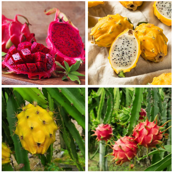 Set 2 Dragon Fruit Cuttings Mix for Planting, Sweet Dragon Fruit Plant for Outdoor, Climbing Cactus Night Bloom Flowers - No Ship CA