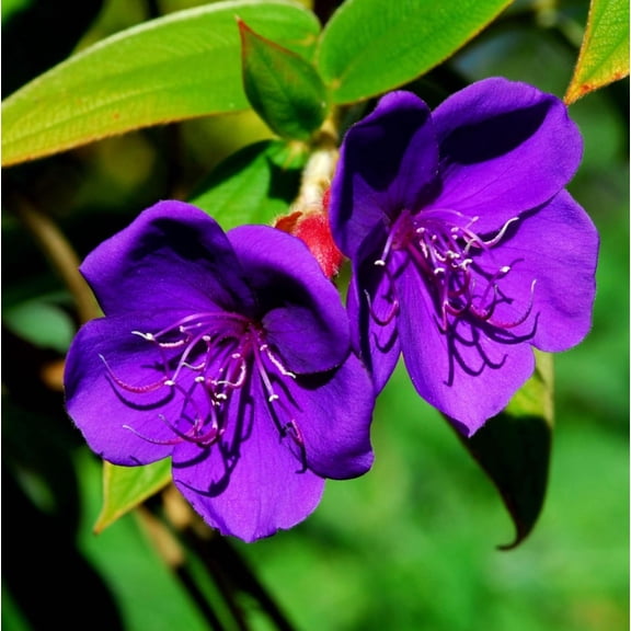 Set 2 Dwarf Tibouchina Plants Live for Planting, Purple Tibouchina Fragrant Tibouchina Bush for Planting Indoor Outdoor, 4-7 Inch Tall, 4 Inch Pot
