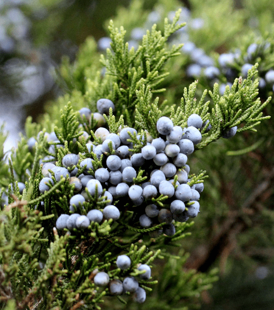 Set 2 Eastern Red Cedar Tree Seedling Bare Roots and No Leaves for ...