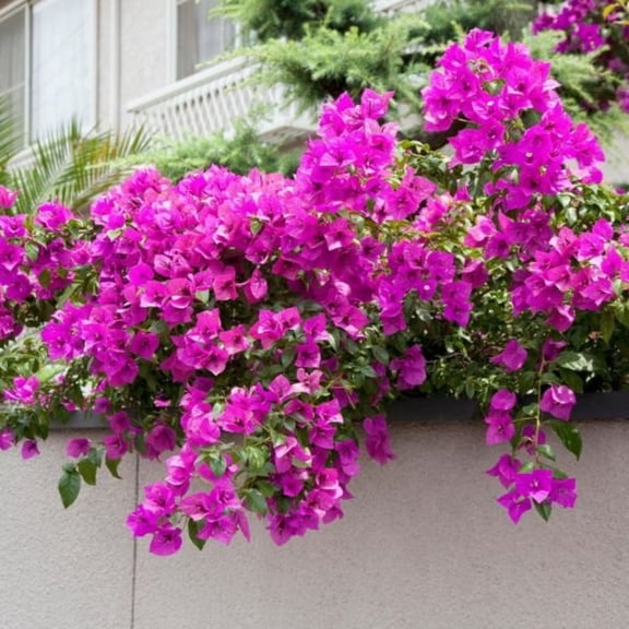 Set 2 Elizabeth Angus Purple Flowering Tree, Bougainvillea Purple Flower in Trellis Live Plant, Live Rare Bougainvillea Flowering Plant, Live Flowering Plant