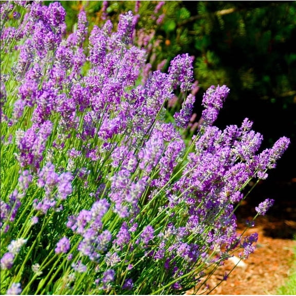 Set 2 English Lavender Plants Live for Planting Provence Lavandula English Lavender Flower Fragrant Purple Flowering Shrub for Garden, 3-5 Inch Tall, 3 Inch Pot