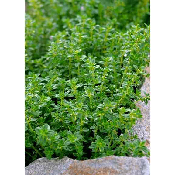 Set 2 English Thyme Live Plants, Common Thyme Plants, Garden Thyme Plants for Home Garden 4 to 6 Inc Tall
