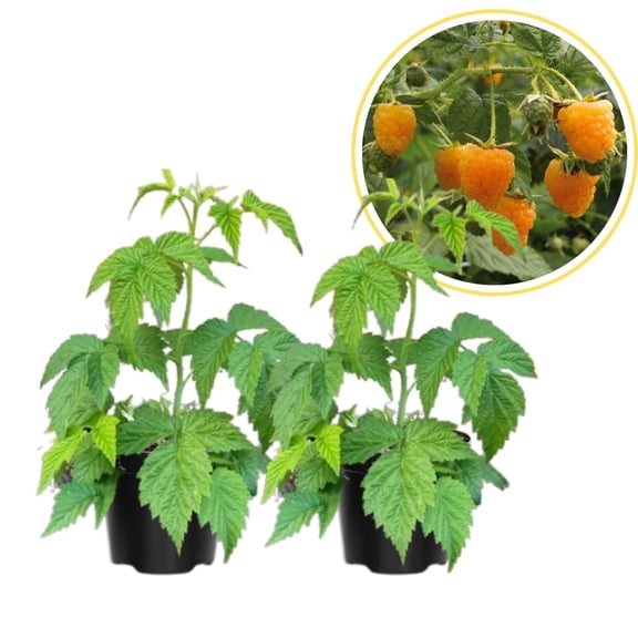 Set 2 Fall Gold Raspberry Live Plant, Yellow Raspberry Bushed Live, 4-6 Inches Tall, Edible Berries Plant for Outdoor, No Pot