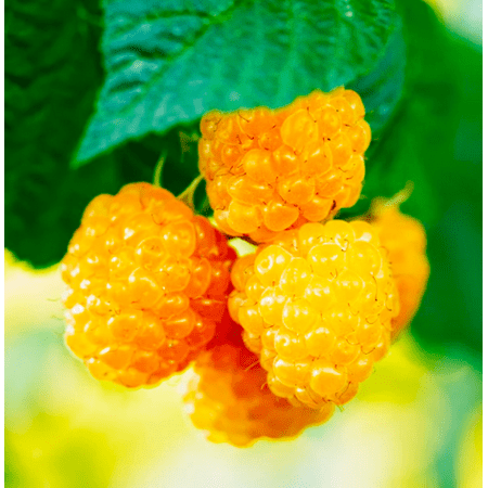 Set 2 Fall Gold Raspberry Plants Live for Planting, Raspberry Bushes Live Plants for Garden 4 to 6 Inch Tall - Dormant in Winter