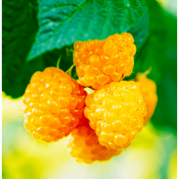 Set 2 Fall Gold Raspberry Plants Live for Planting, Raspberry Bushes Live Plants for Garden 4 to 6 Inch Tall - Dormant in Winter