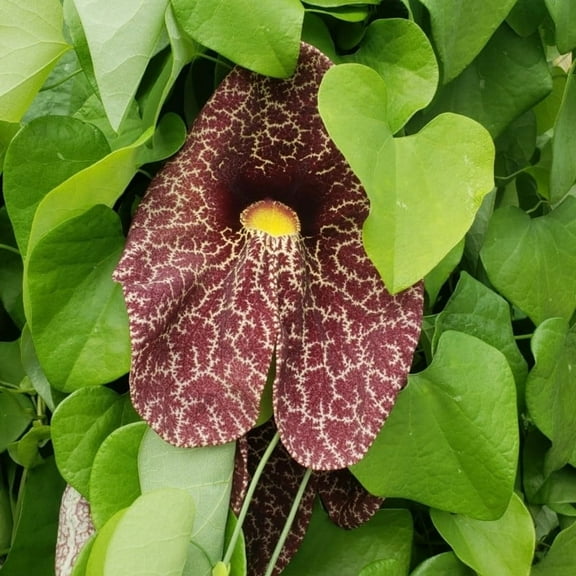 Set 2 Giant Dutchmans Pipe Vine Live Plant, Live Plant Tropical Climber 4 Inches Tall, Large Speckled Purple Brown Flower Starter Size Pot