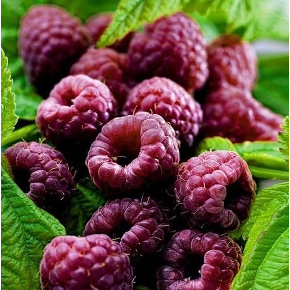 Set 2 Glencoe Thornless Raspberry Plants Live for Planting, Raspberry Bushes Live Plants for Garden 4 to 6 Inch Tall - Dormant in Winter