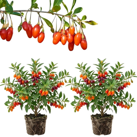 Set 2 Goji Berry Plants, Sweet Edible Fruit 4-6 Inches Tall, Red Goji Berry Bush for Planting
