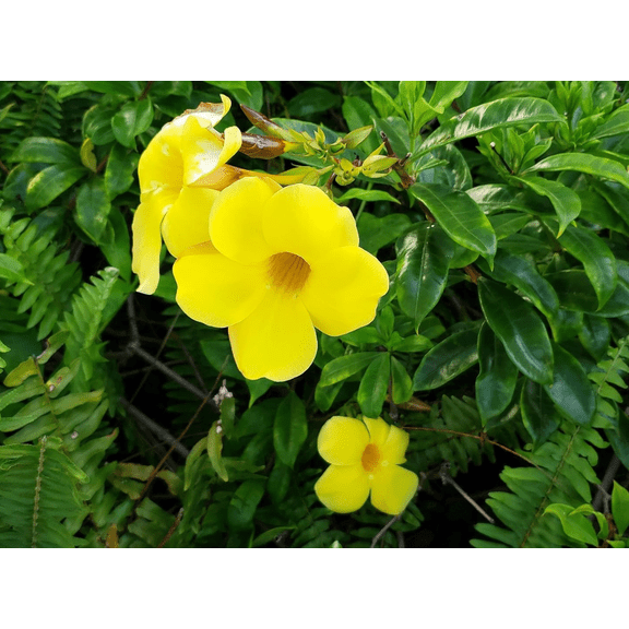 Set 2 Golden Butterfly Allamanda Plants Live for Planting, Yellow Trumpet Plant 5-9 Inch Tall Rare Wavy Petals for Garden