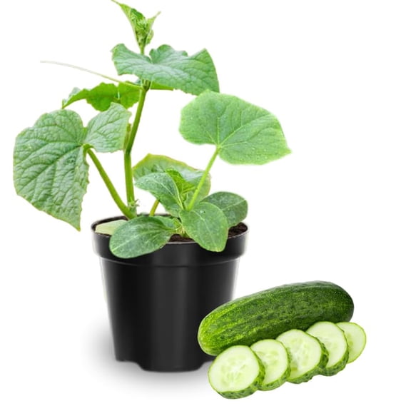 Set 2 Green Cucumber Plants Live for Planting, Live Cucumber Plants for Planting, Vegetable Plant from 4 to 6 Inches Long