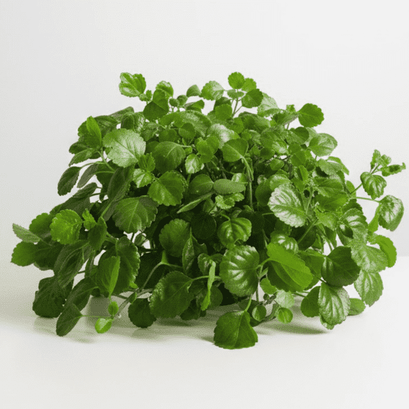 Set 2 Green Swedish Ivy Live Plant in Pot, Perennial Compact Tree Suitable for Zones 10-11, Low Maintenance