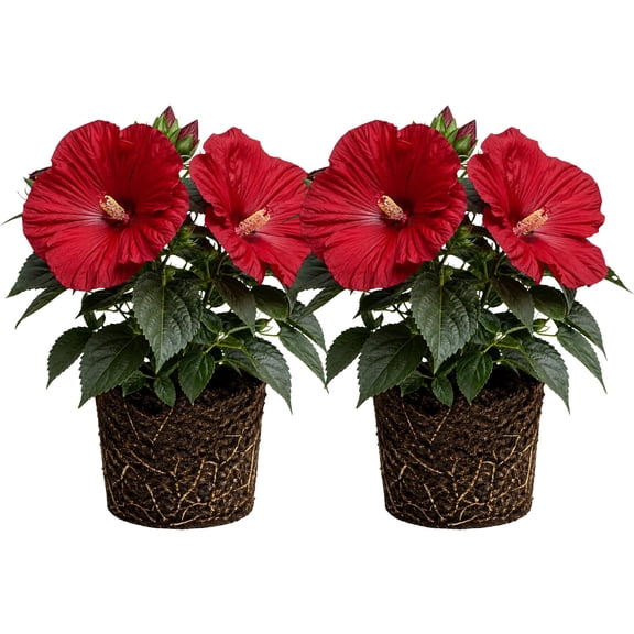 Set 2 Hardy Hibiscus Plants Live, Perennial Hibiscus Flower Trees 5-9 Inches, Outdoor Garden Planting - Red Hibiscus
