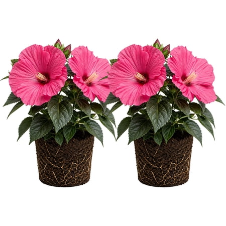 Set 2 Hardy Hibiscus Plants Live, Perennial Hibiscus Flower Trees 5-9 Inches, Outdoor Garden Planting - Rose Hibiscus