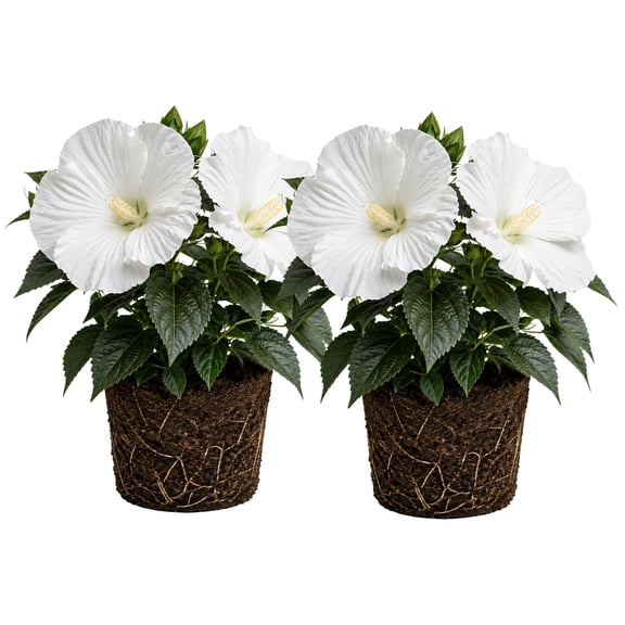 Set 2 Hardy Hibiscus Plants Live, Perennial Hibiscus Flower Trees 5-9 Inches, Outdoor Garden Planting - White Hibiscus