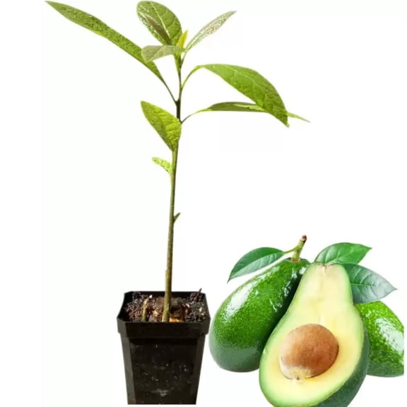 Set 2 Hass Avocado Tree Live Plant Seedlings, 1 Year Old Well Rooted Hass Avocado Tree in 4 Inc Pot for Planting, Live Avocado Plant, 8 Inch to 12 Inch in Tall