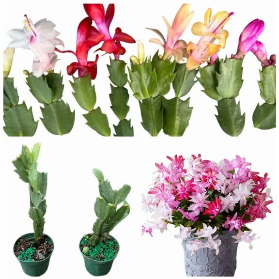 Set 2 Holiday Cactus Plants - Mixed Color Chrismas Cactus Thanksgiving Cactus Plant - Assorted Zygocactus Flowers Well Rooted - Schlumbergera Flowers Seedling - 4-6"Tall 3"Pot