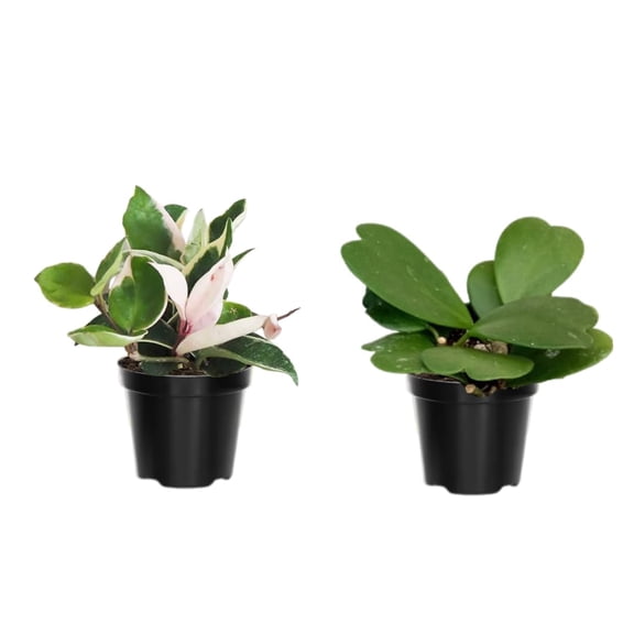 Set 2 Hoya Live Plants, Combo Hoya Tricolor Carnosa and Hoya Kerri Heart Plant, 4 to 8 Inches, Hoya Flower Plant, Variegated Hoya
