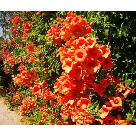 Set 2 Hummingbird Vine Plant Live Bare Root 6-12 Inch Tall, Dormant Trumpet Vine Plant for Growing