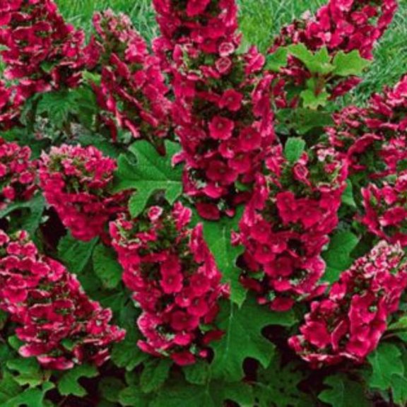 Set 2 Hydrangea Live Plants, Change Colors Hydrangea Bushes Shrubs Trees Live Plants in 4 Pot, Live Hydrangea Well Rooted for Planting (Ruby Slipper)