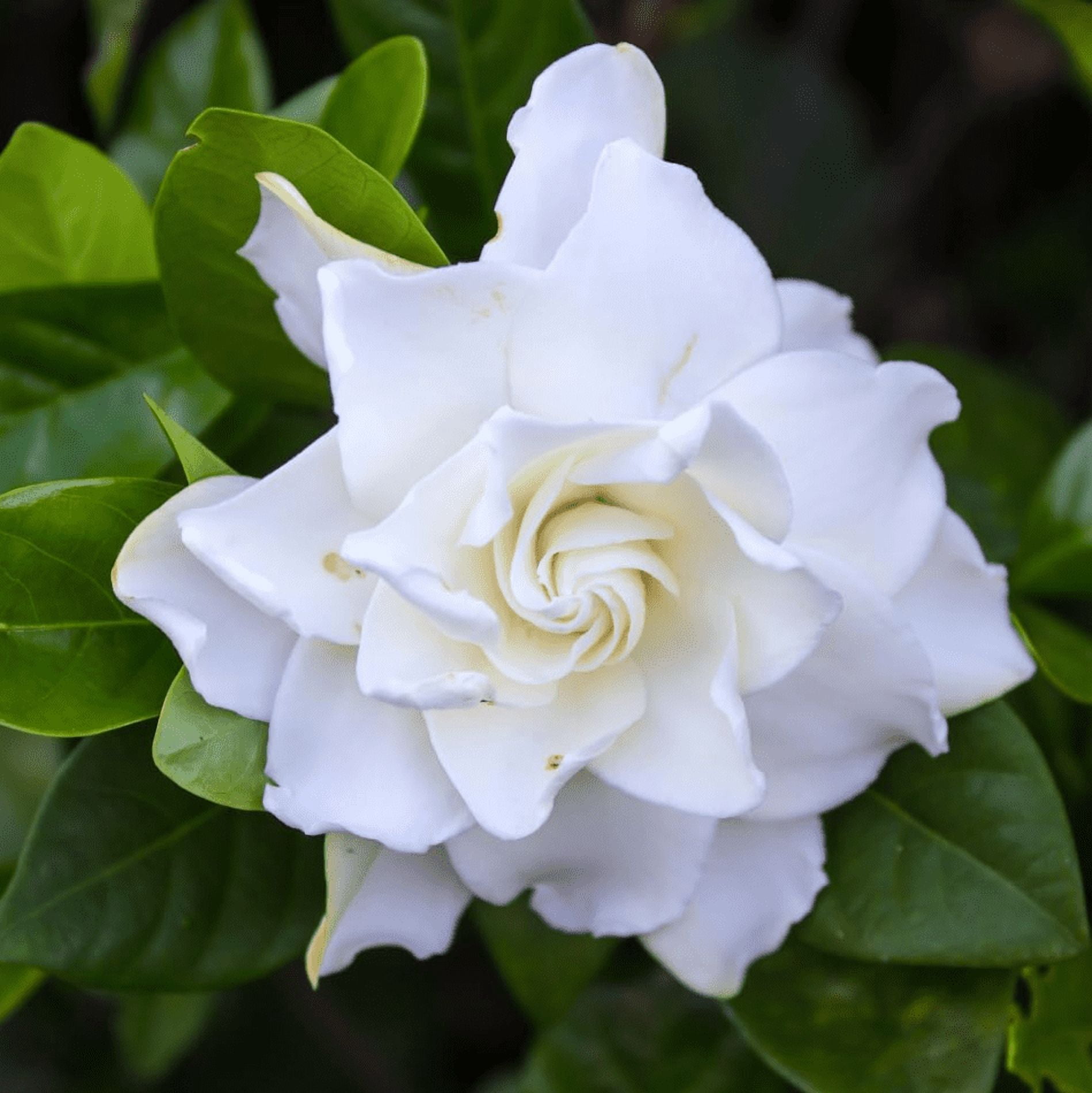 Set 2 Jasmine Frostproof Plant Live for Planting, Fragrant Jasmine Flowering Vine, Frost Proof Plant Cape Jasmine Plant, 4-6 Inch Tall, No Pot