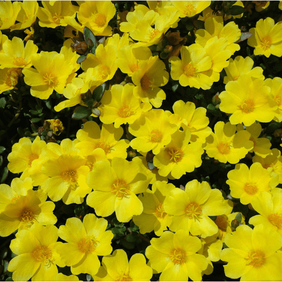 Set 2 Jumbo Yellow Portulaca Plants Live for Planting, Yellow Moss Rose Plants for Garden 4 to 6 Inc Tall