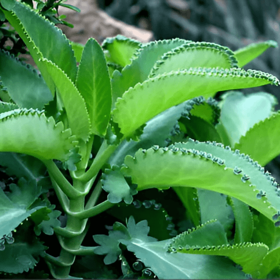 Set 2 Kalanchoe Mother Of Thousands Plants Live Indoor Outdoor, In 2" Pots, Succulent Live Plant Home Garden