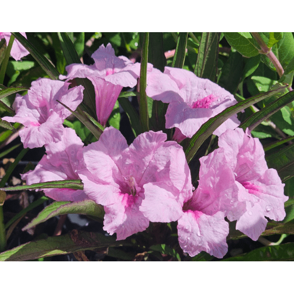 Set 2 Katie's Dwarf Pink Ruellia Live Plants, Pink Katie's Dwarf Ruellia Brittoniana, Compact Flowering Perennial 4 to 6 Inc Tall